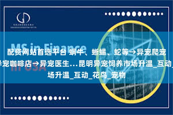 配资网站首选平台 蜗牛、蜥蜴、蛇等→异宠爬宠主题店→异宠咖啡店→异宠医生…昆明异宠饲养市场升温_互动_花鸟_宠物